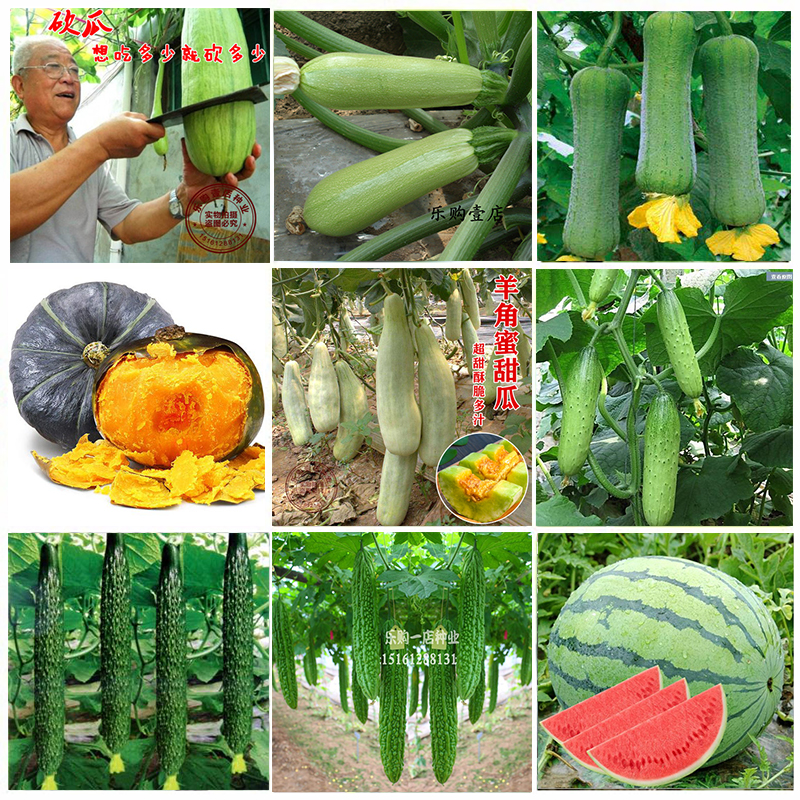 瓜果种籽大全蔬菜种孑西瓜香瓜菜籽四季阳台种植苦瓜黄瓜南瓜种子
