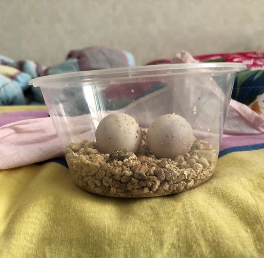 小鳄龟龟蛋孵化乌龟蛋受精鳄龟蛋带刺乌龟孵化蛋孵化.