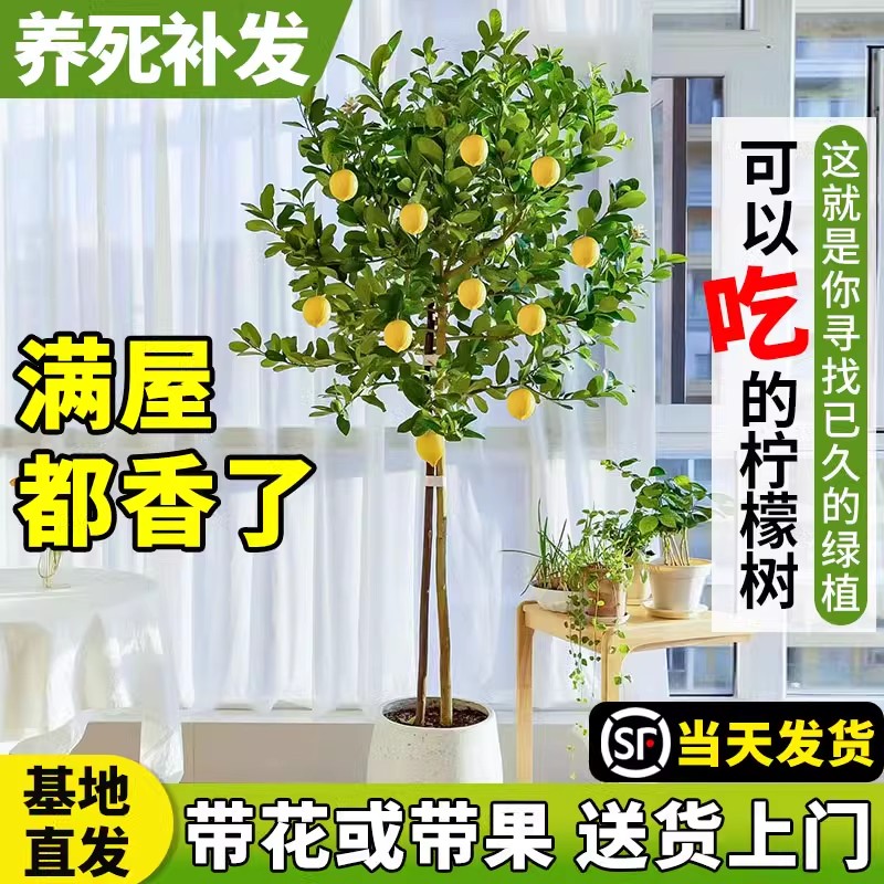 香水柠檬树盆栽大型绿植客厅室内阳台