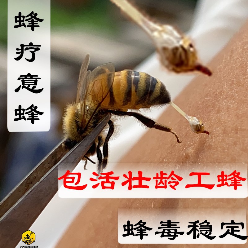 王王蜂蜂群出售蜜蜂无群笼蜂群包活活出售蜂授粉疗蜜蜂意蜂带