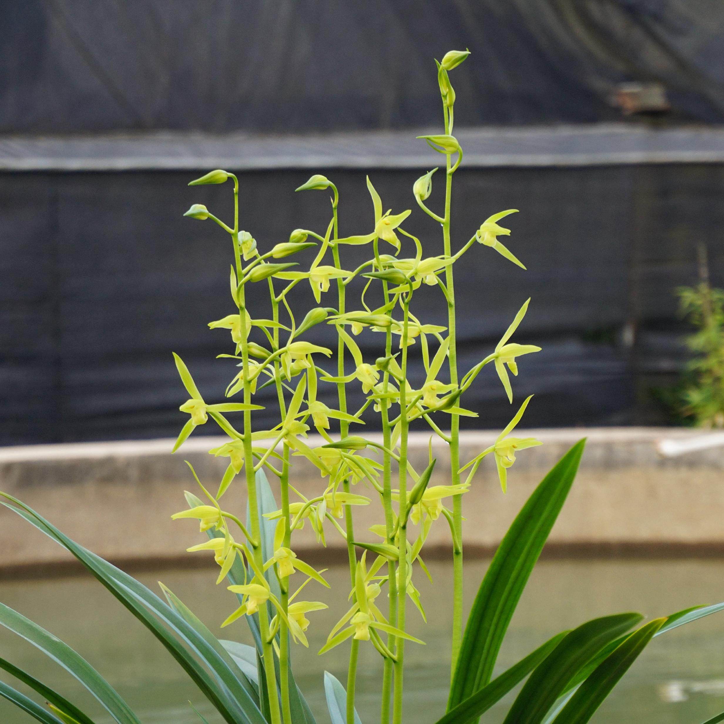 宸晟兰艺艺兰花苗墨兰素心白墨兰草花卉盆栽花卉