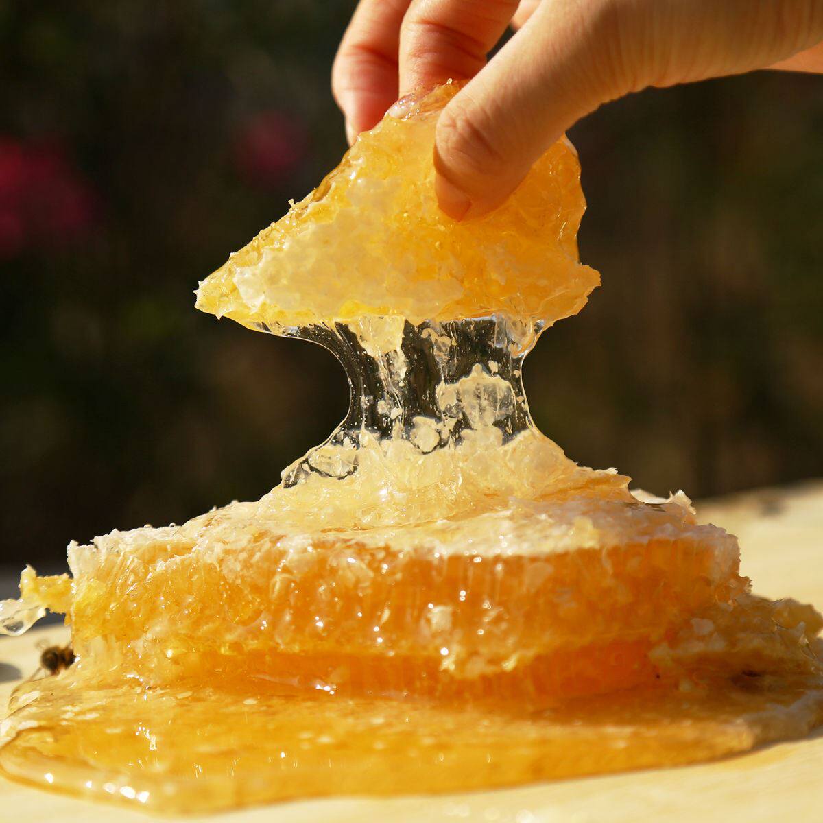 山花蜜蜂蜜买1送1百花蜂蜜洋槐蜂蜜蜂蜜天然土蜂蜜500g瓶