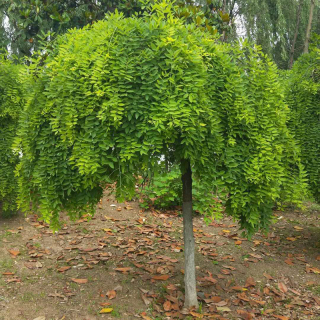 国槐树苗垂槐树雨伞树庭院绿化植物龙爪国槐苗槐垂枝槐嫁接龙抓槐