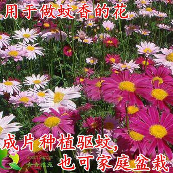 除虫菊种子驱蚊菊驱蚊草种籽花可做蚊香效果好室外室内盆栽成片种