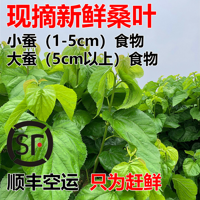 【蚕菇凉】桑叶新鲜小蚕吃嫩桑叶蚕宝宝饲料桑树苗现摘顺丰空运