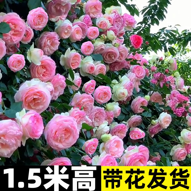 【1米6大苗】蔷薇花苗藤本月季特大花爬藤植物四季开花卉盆栽玫瑰