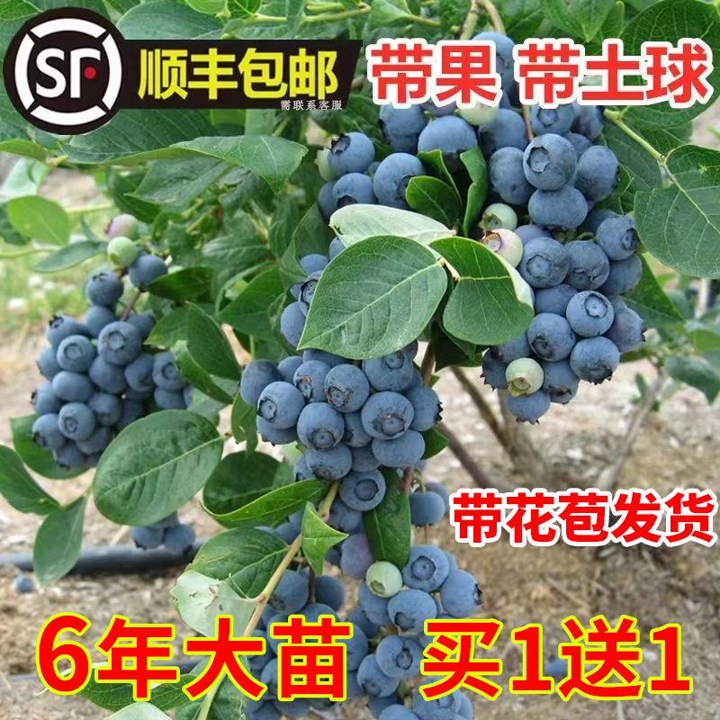 蓝莓树果苗蓝莓苗盆栽地栽果苗带大果南北方种植苗兔眼绿宝石果树