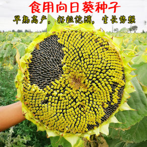 向日葵丝瓜还有没_丝瓜向日葵_怎样丝瓜自制丝瓜水