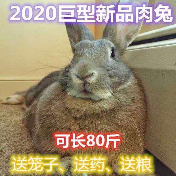 兔子活物 大型 巨型兔子苗一对公母幼崽大流士肉兔活体家养的巨兔
