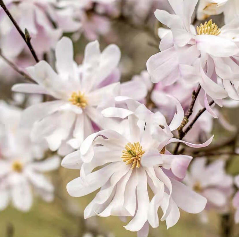 日本星花木兰苗庭院花园小乔木盆栽花镜优选裸根苗——陈信国贸城.