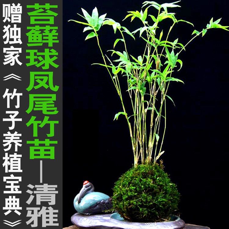 苔玉竹苔藓球凤尾竹米竹盆景盆栽竹迷你小竹子苗室内绿植桌上茶
