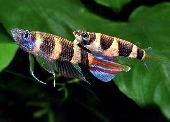 斑节鳉小型淡水群游上层鱼草缸可爱的好看的漂亮的观赏鱼