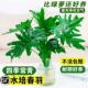 水培植物春羽盆栽蔓绿绒室内龟背竹春雨绿植绿萝好养办公室桌面