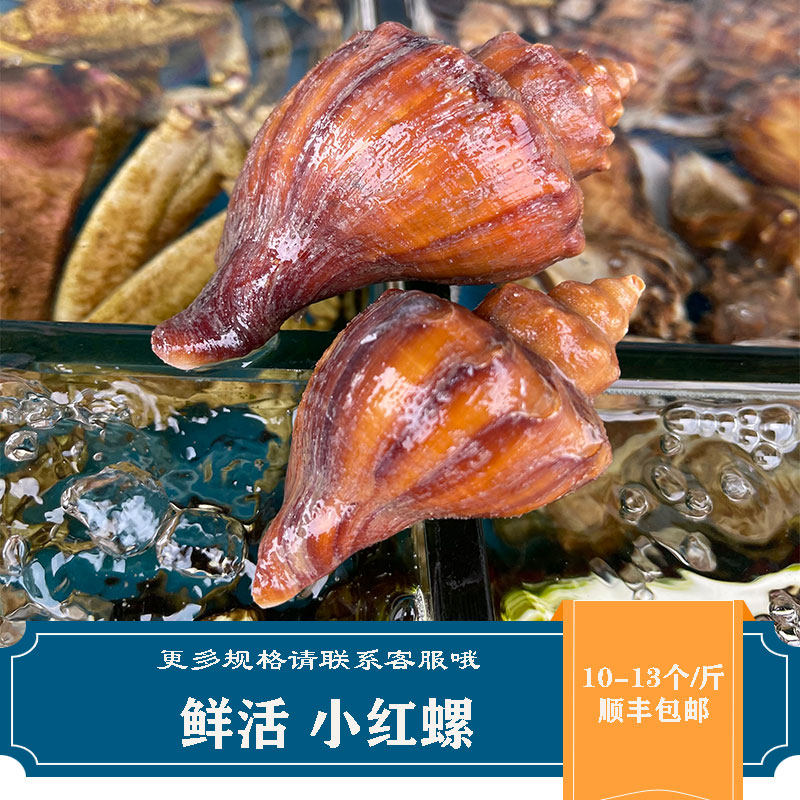 鲜活小红螺海鲜水产贝壳类新鲜海螺野生响螺香螺大花螺1斤10-13个
