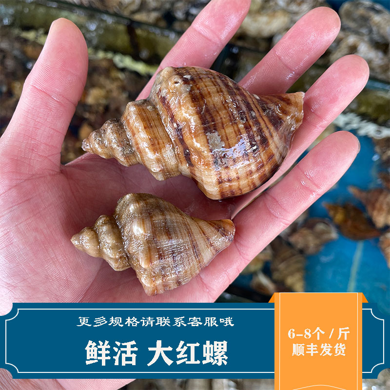 鲜活红螺海鲜水产贝壳类新鲜海螺野生响螺香螺大花螺6-8个一斤
