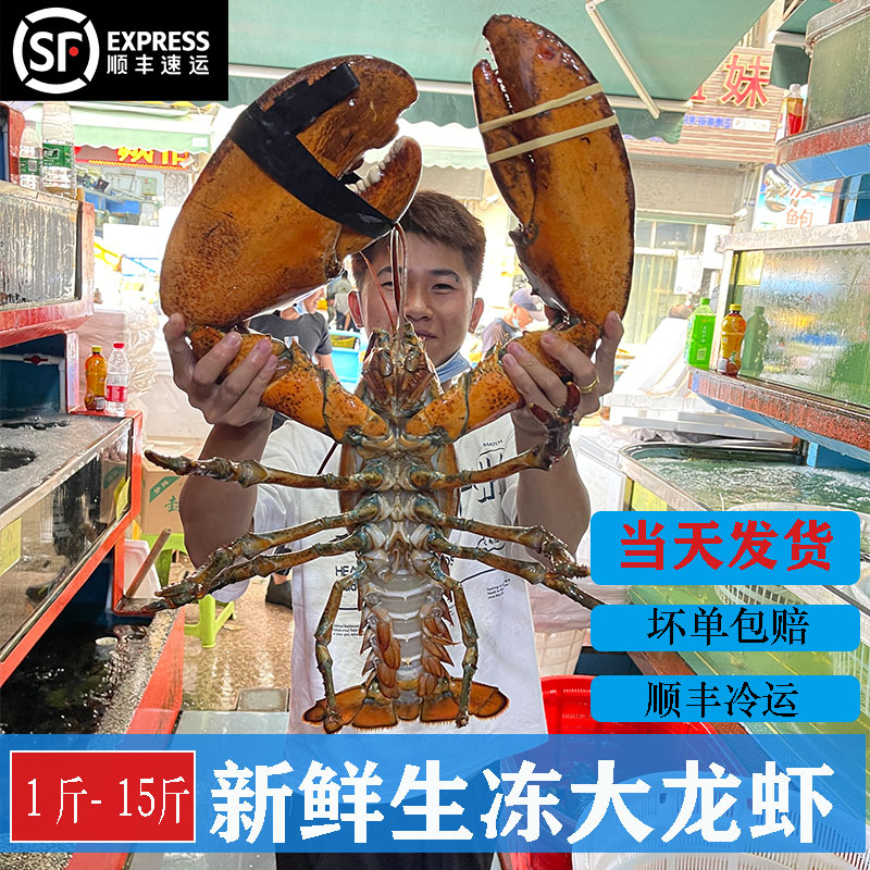 鲜冻波士顿龙虾海鲜特大10斤海虾鲜活澳洲大龙虾15斤活冻新鲜包邮
