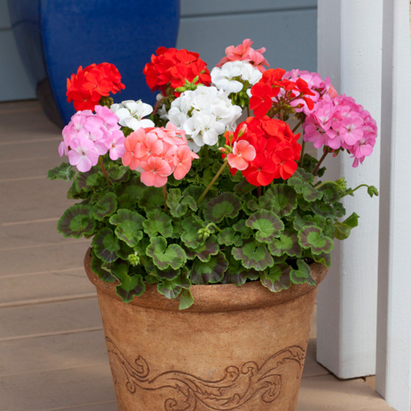 天竺葵盆栽苗 多年生花卉 垂吊天竺葵 阳台花园室内绿植易活花苗