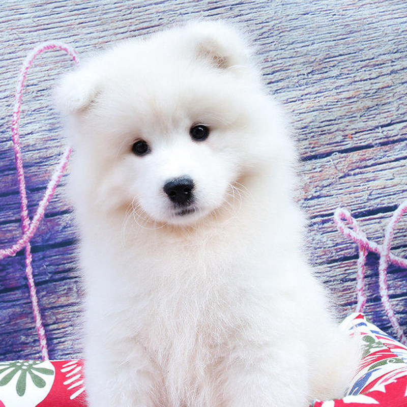 幼犬纯种狗狗活幼体家养宠物活物中大型犬活体小狗动物真狗优惠券