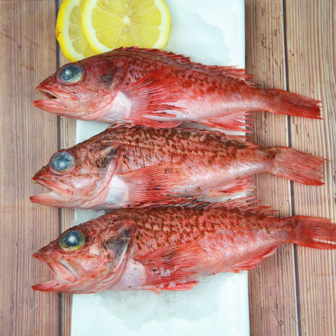 5斤【新品虎头斑鱼】整条鲜活冷冻老虎斑鱼石斑鱼深海鱼速冻海鲜