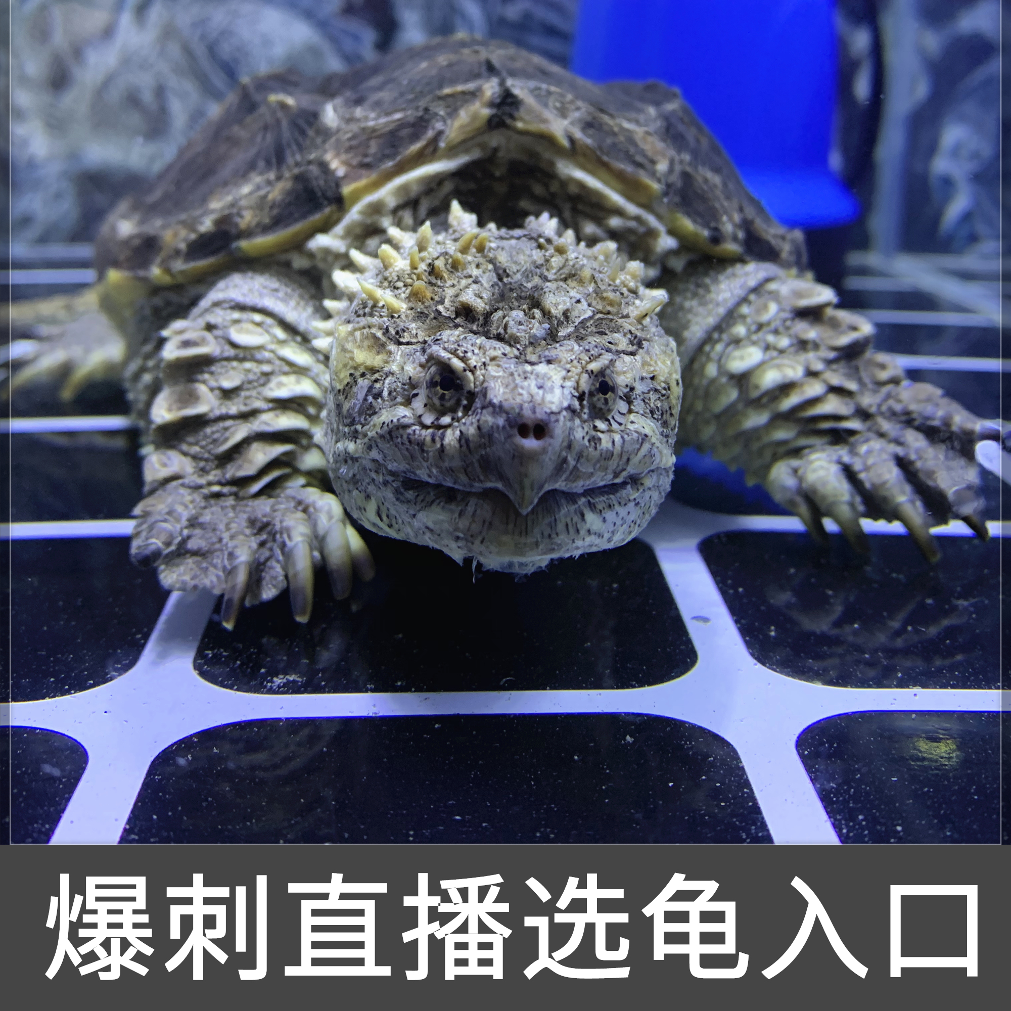 【精选直播】原种爆刺佛鳄龟在线直播入口