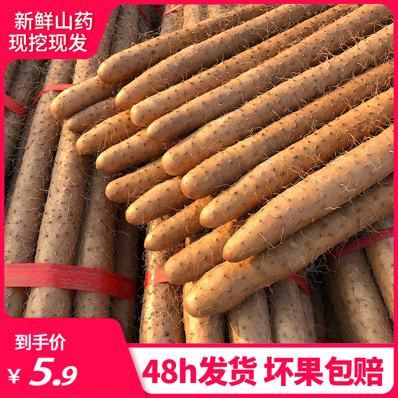 小白嘴白山药铁棍山药铁杆淮山药