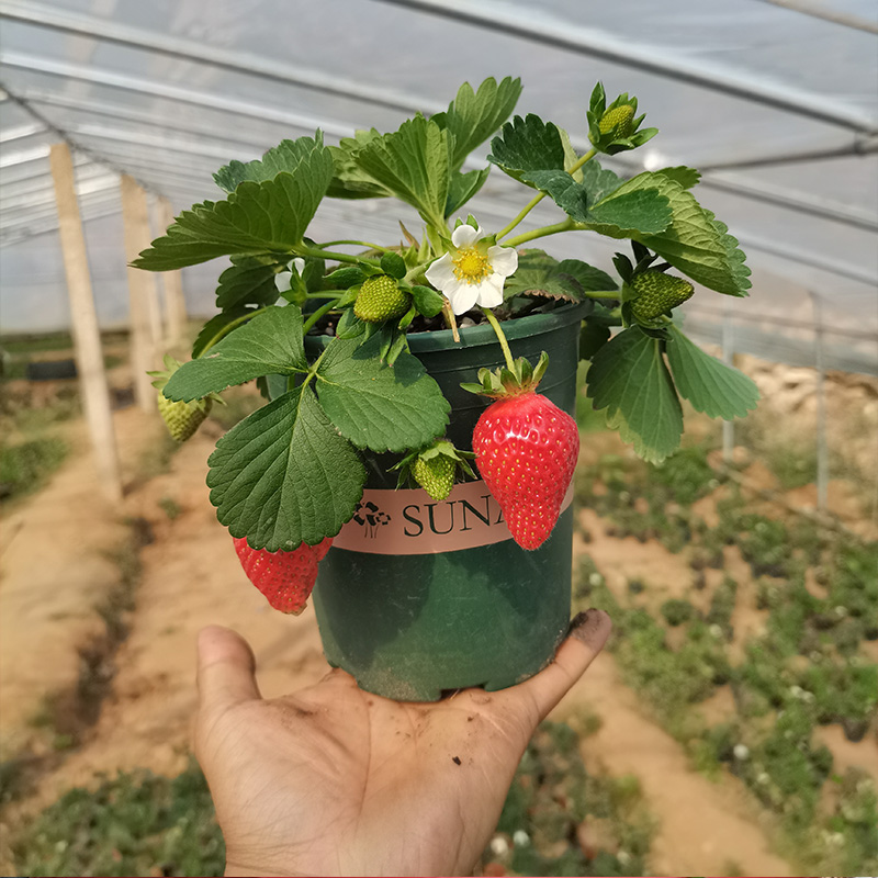 奶油草莓苗盆栽带盆带土桃熏食用红颜四季结果南方阳台露天种植苗