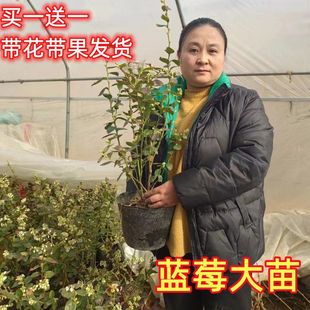 蓝莓果苗盆栽地栽南北方种植带土带果庭院阳台苗当年结果蓝莓树苗