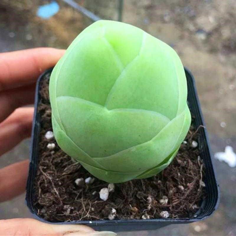 白玉鸡蛋 山地玫瑰多肉植物稀有小贵货罕见品种组合盆栽阳台绿植