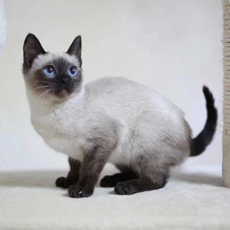 无偿领养暹罗猫咪宠物猫活物英国短毛猫蓝猫银渐层英短活体送衣服
