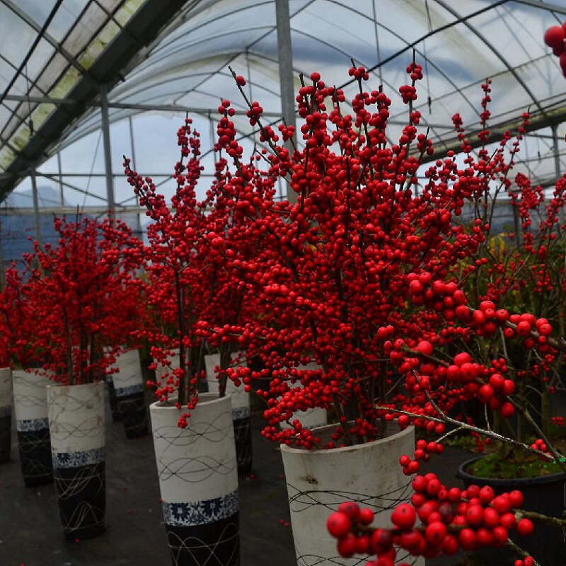 轮生冬青原产于北美分布于美国加拿大和法国圣皮埃尔和密克隆,在欧美