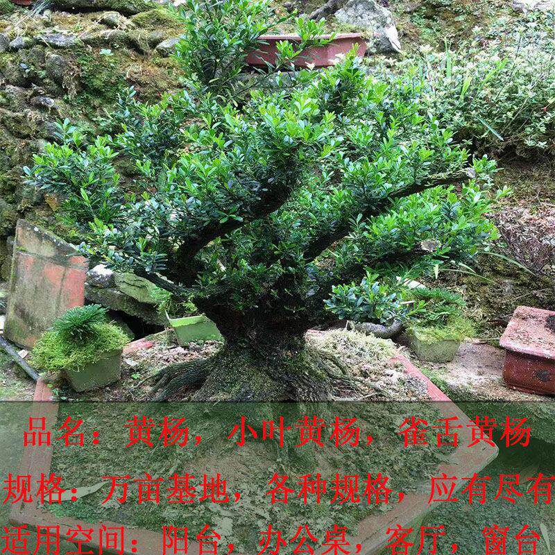 包含瓜子黄杨比雀舌黄杨哪个名贵的词条