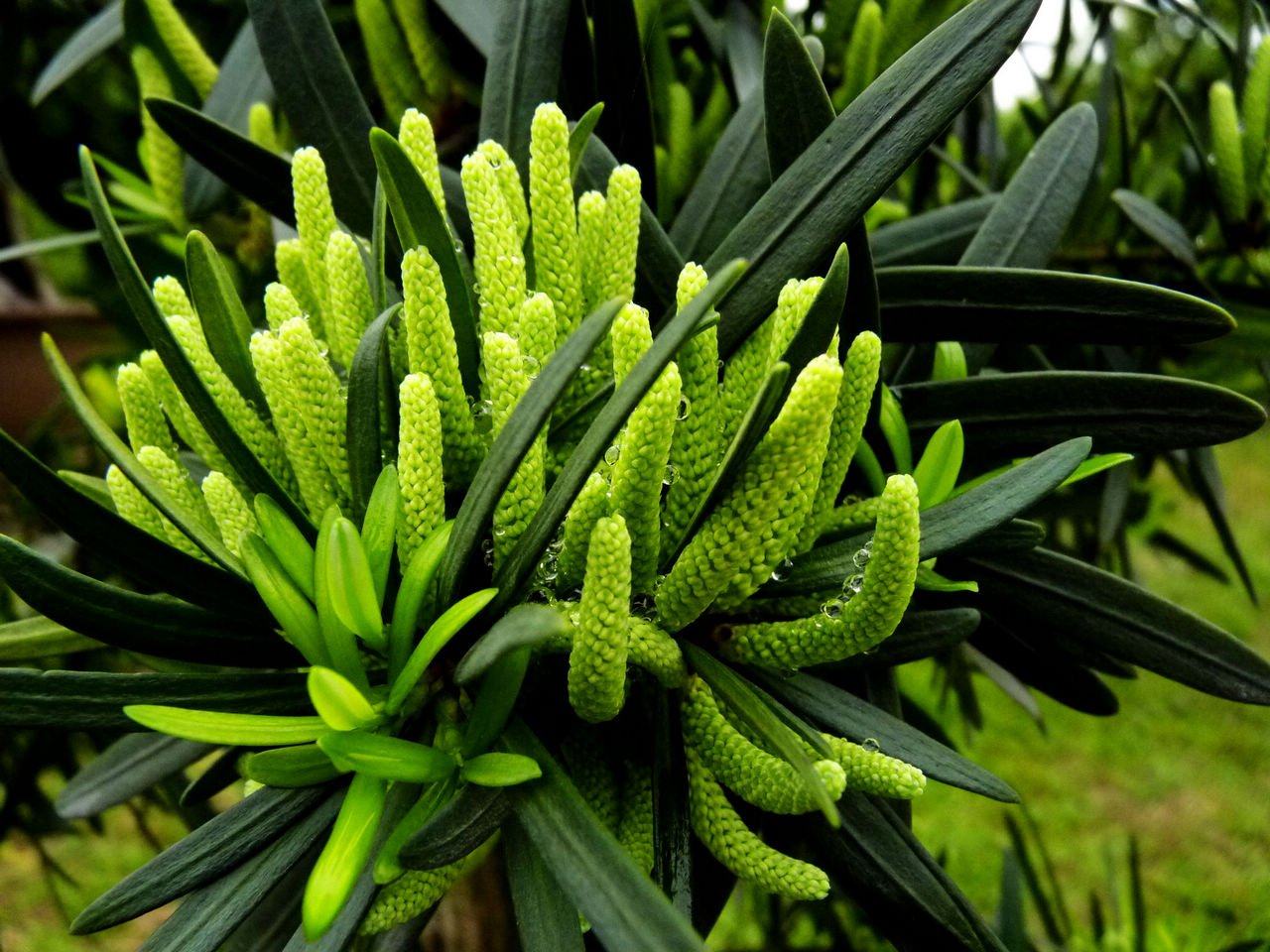 热销菊花罗汉松苗