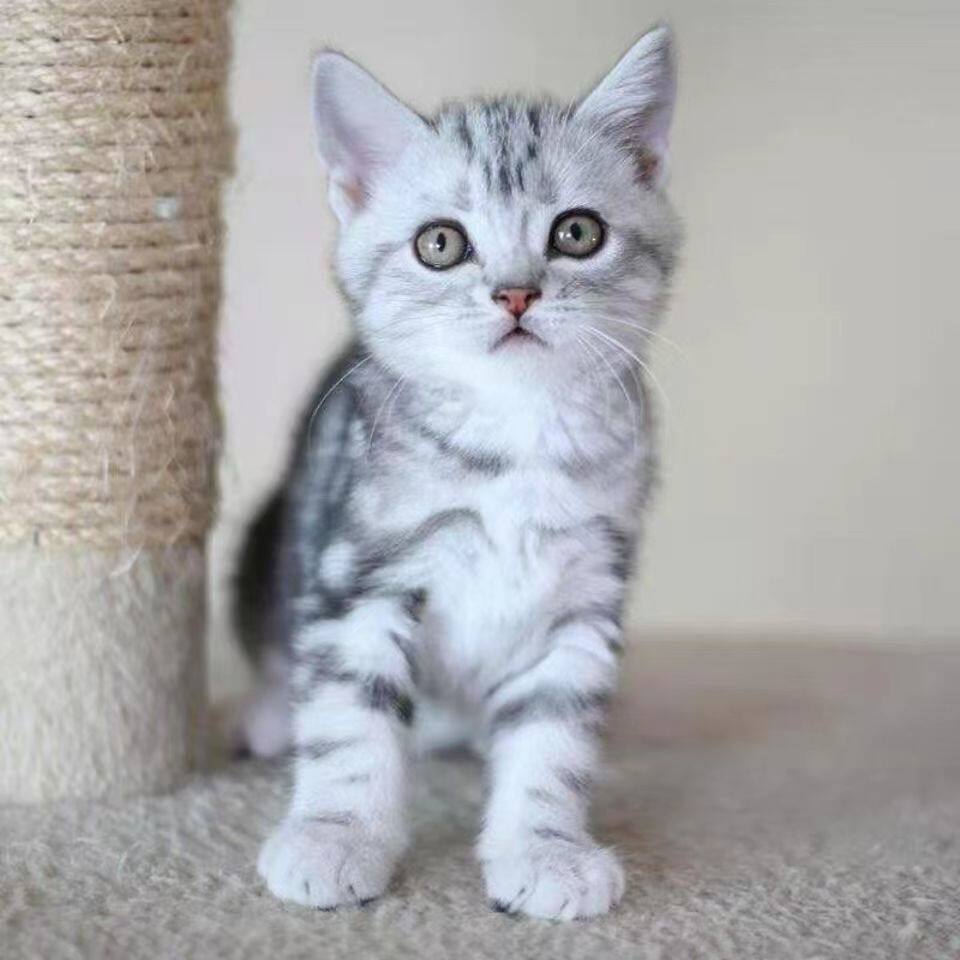 蓝短猫活体