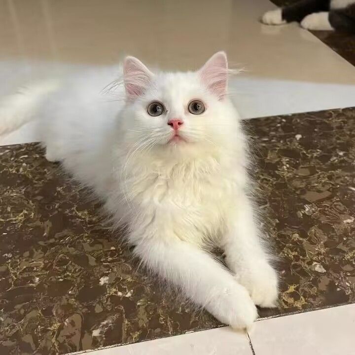 纯白山东狮子猫仙女猫蓝金眼异瞳狮子猫波斯猫曼基康矮脚猫布偶猫