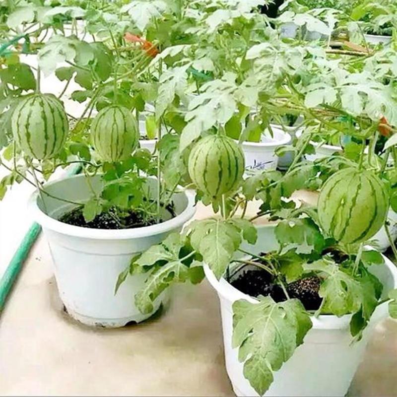 阳台盆栽嫁接西瓜苗8424麒麟瓜大棚四季春季冬季种植育苗西瓜苗秧