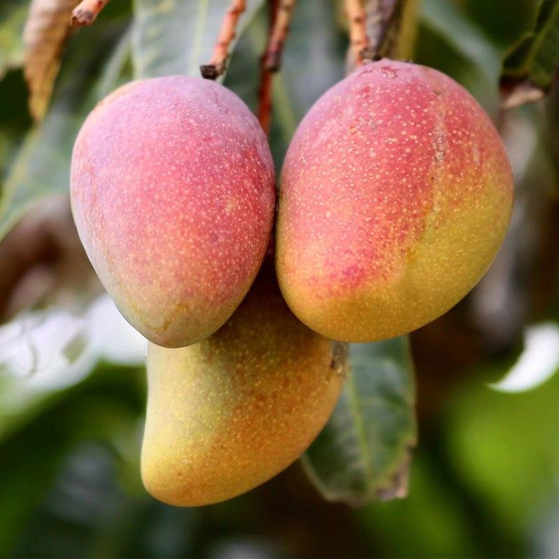 海南精选贵妃芒5斤装 大果 粉红芒果  新鲜水果整箱当季产地直发