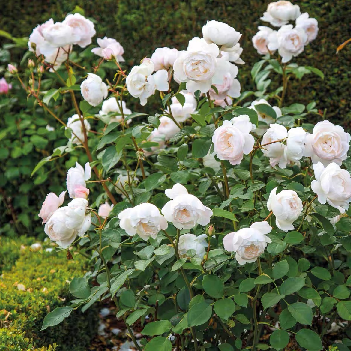 英国奥斯汀黛丝德蒙娜desdemona浓香四季灌木月季 阳台盆栽花苗