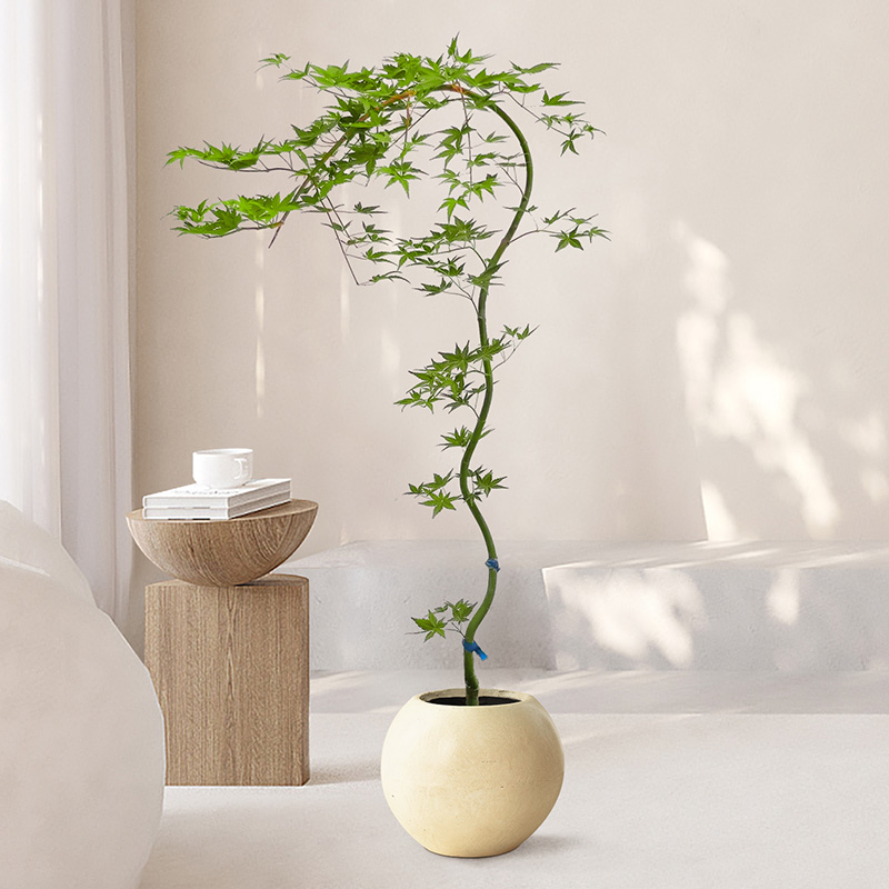 流泉枫盆栽绿植书房客厅室内植物日本