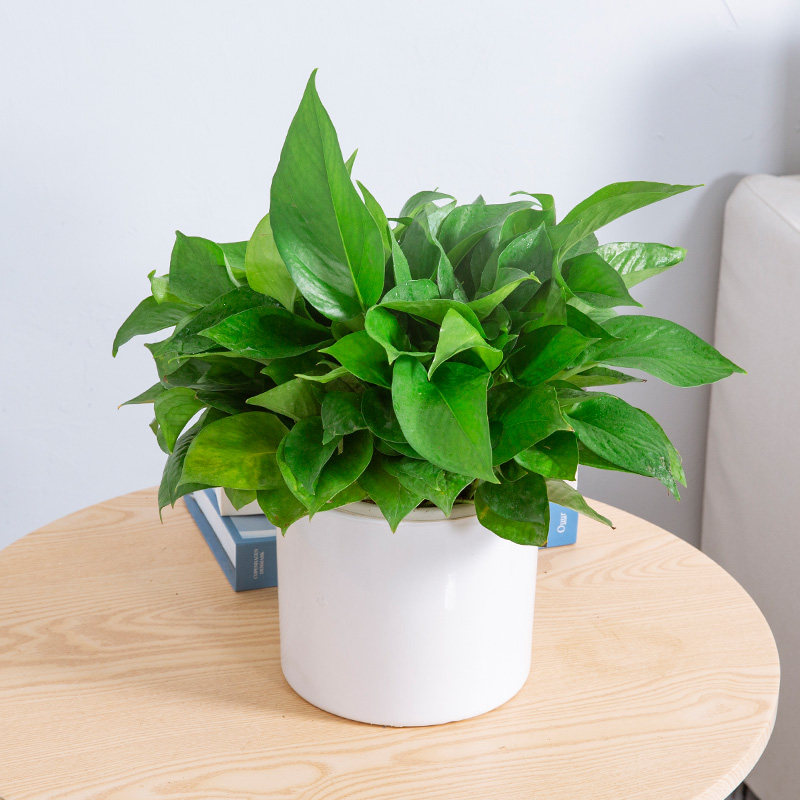 花兮绘 绿萝小盆栽室内办公室桌面除甲醛辐射植物水培好养活绿植