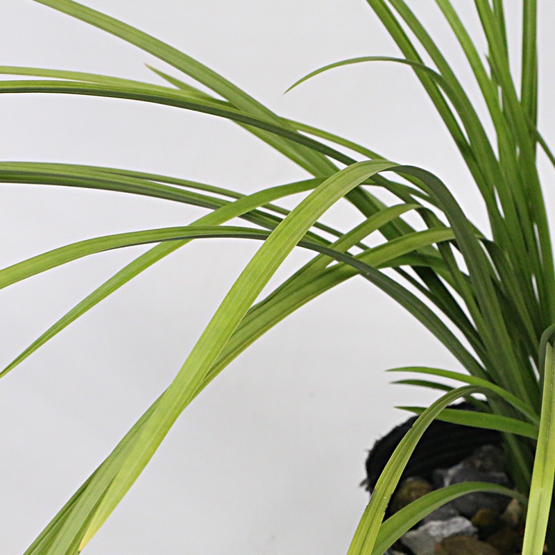 新品世卉翁盛兰唐春香s物花植苞苗兰室花带源草