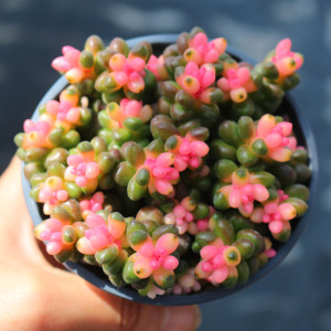 粉色珊瑚珠图片