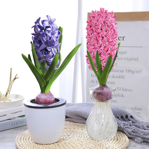 凤信子种球花水培蓝色风信子种球大王风信子球种大球四季重瓣荷兰