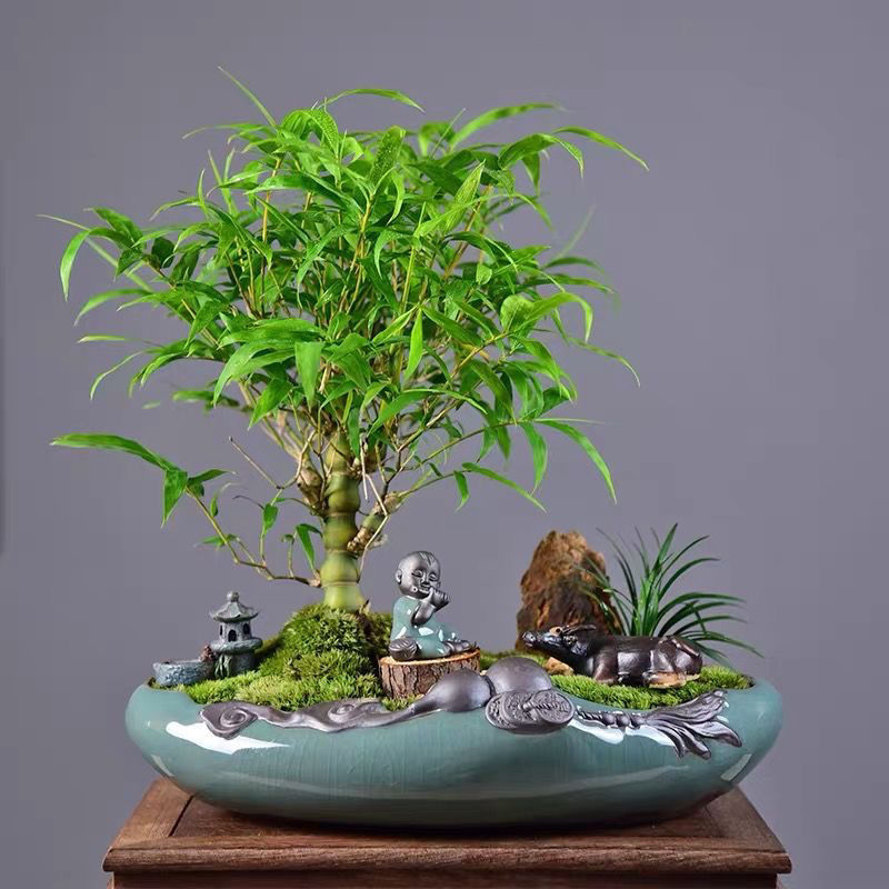 绿植大佛肚竹盆栽年中年中国国风植物造型观赏绿植