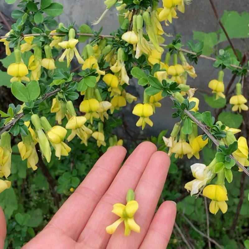 食用金雀花树苗盆栽南雀耐寒植物阳雀花锦鸡儿阳台庭院种植