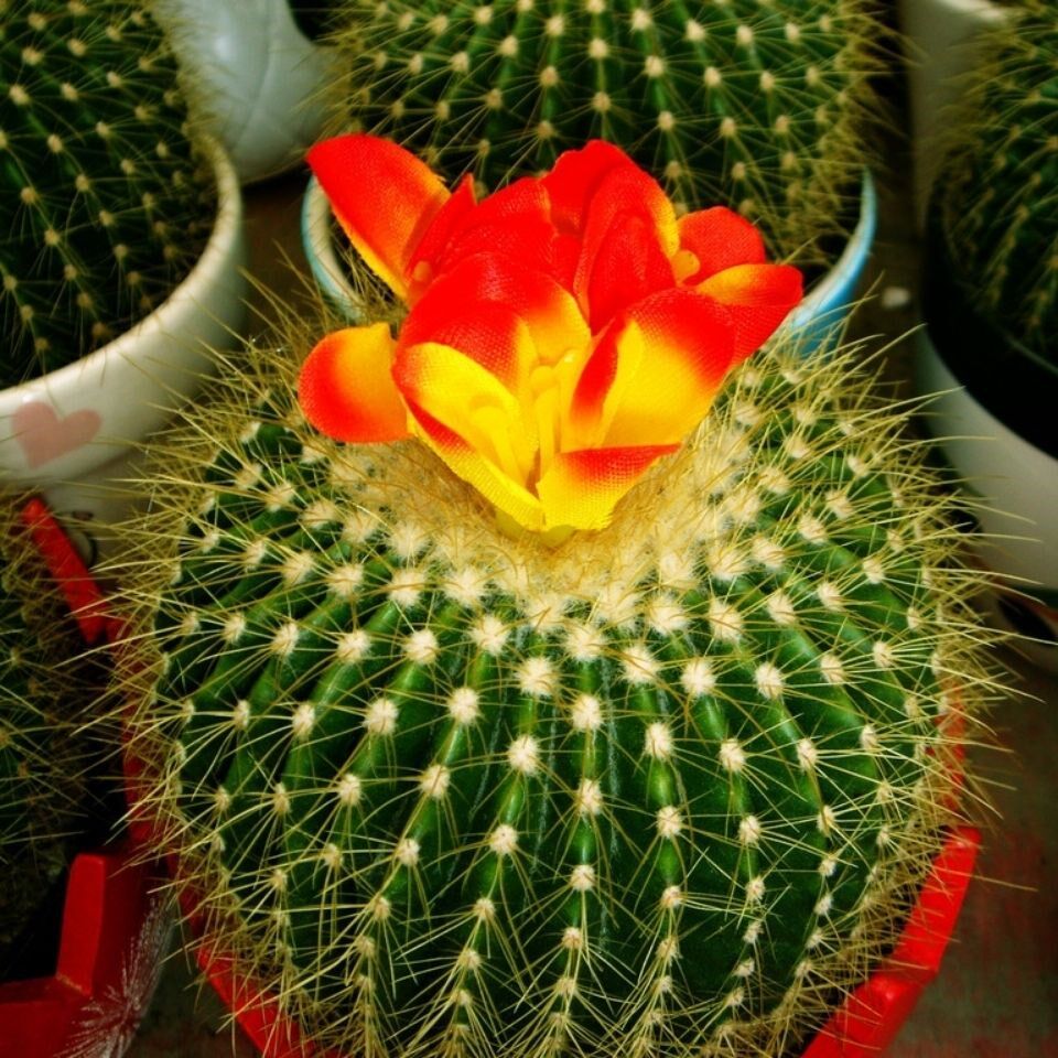 超大金虎金琥仙人球盆栽开花卧室防辐射办公室内花卉谜底盆栽