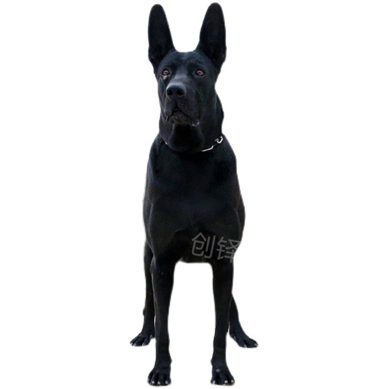 纯种黑狼犬幼犬看家护o院幼犬活体狗狼犬中华墨界黑色狼狗看家护