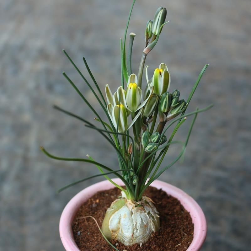 仓角殿香水兰开花带香味多肉植物稀有品种室内阳台防辐射绿植盆栽
