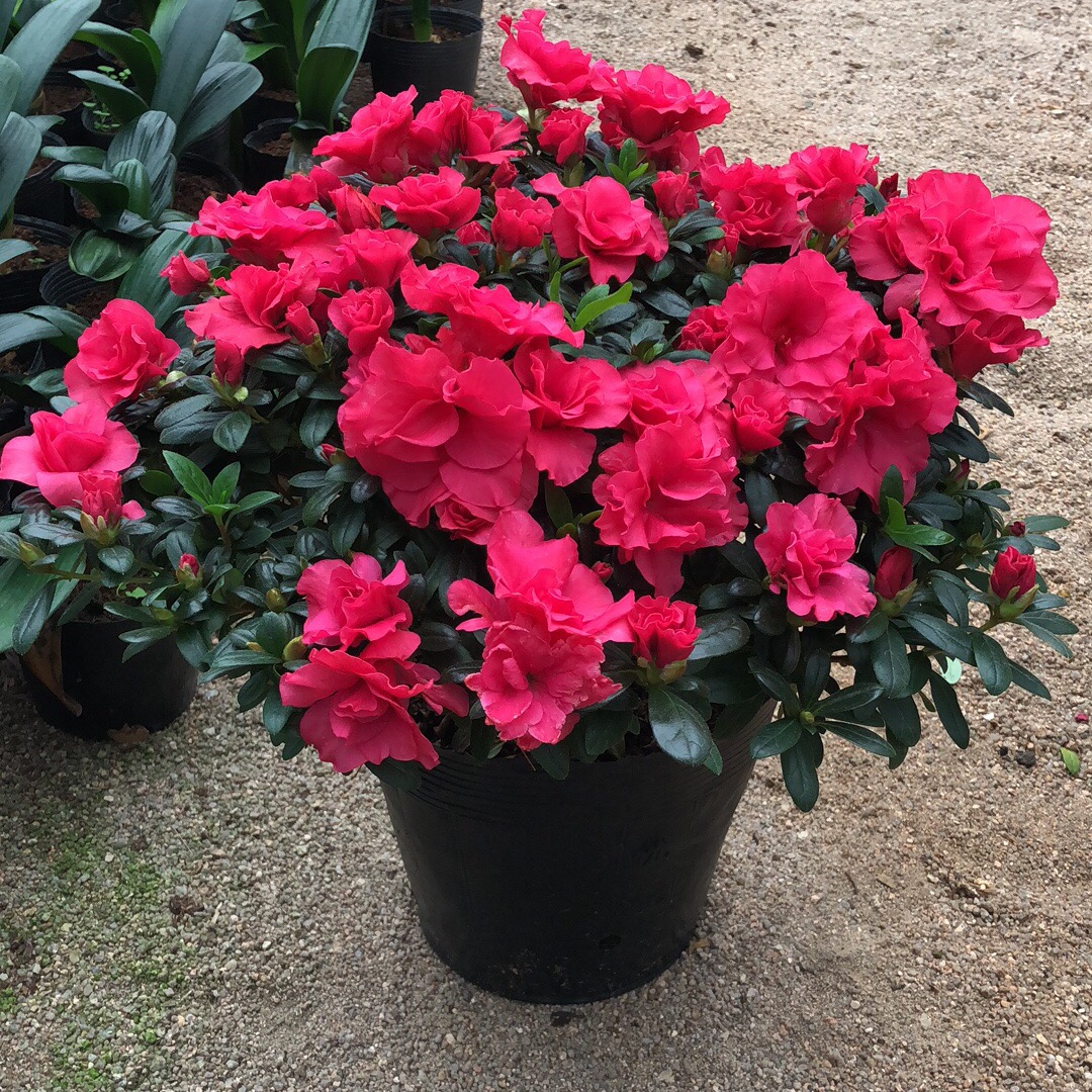 一折西洋杜鹃花