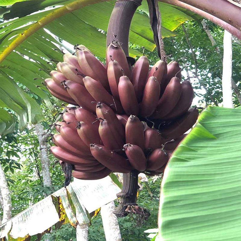 红美人红皮香蕉新鲜孕妇水果9斤包邮大芭蕉粉蕉咖啡蕉自然熟红焦