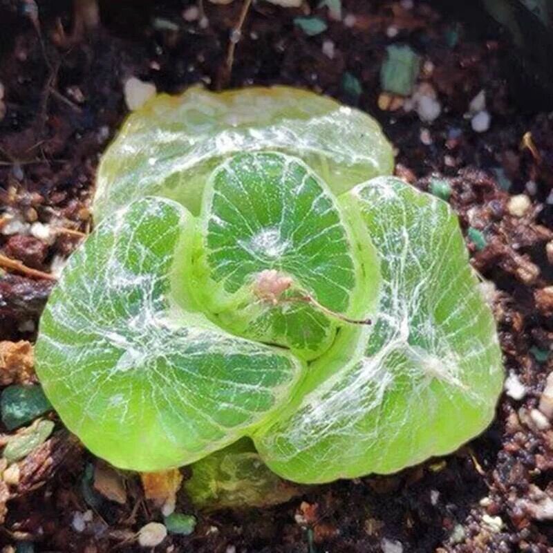 植物稀有有多佛座室内奇趣盆栽喜阴罕见肉肉多肉植物